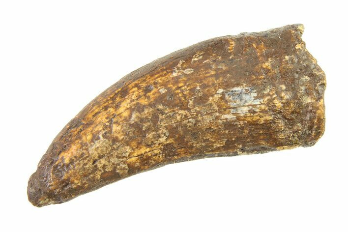 Bargain, Tyrannosaur (Nanotyrannus) Tooth - Montana #338804